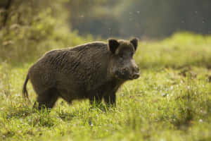 A Fierce Hog With Razor Sharp Tusks, Ready For A Fight Wallpaper