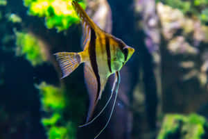 A Fish Swimming In An Aquarium With Green Plants Wallpaper