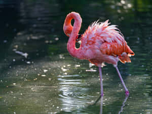 A Flamingo In The Water Wallpaper