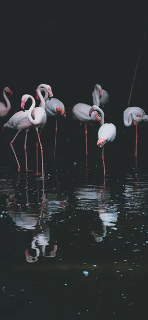 “a Flamingo Taking Flight” Wallpaper