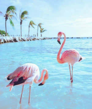 A Flock Of Graceful Pink Flamingos Wallpaper