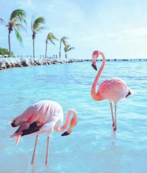 A Flock Of Graceful Pink Flamingos Wallpaper