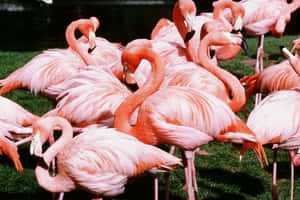 A Flock Of Graceful Pink Flamingos Wallpaper