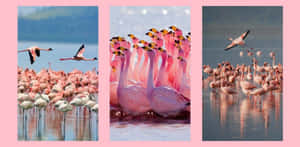 A Flock Of Pink Flamingos Gracefullystanding In The Water Wallpaper
