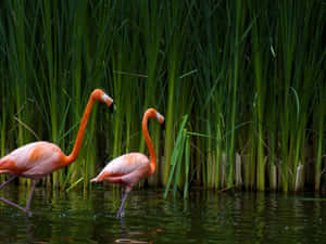 A Flock Of Vibrant Pink Flamingos Wallpaper