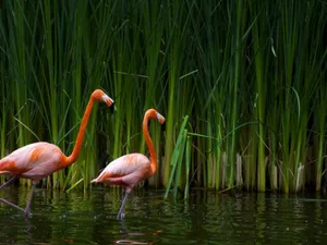 A Flock Of Vibrant Pink Flamingos Wallpaper
