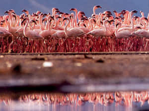A Flock Of Vibrant Pink Flamingos By The Water Wallpaper