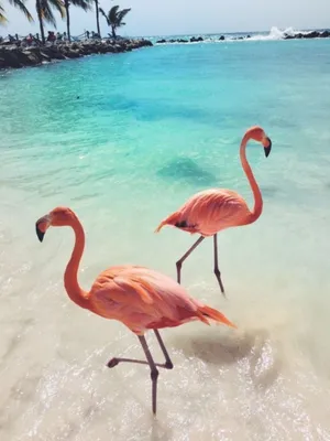 A Flock Of Vibrant Pink Flamingos Wallpaper