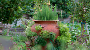 A Flourishing Herb Garden On A Sunny Day Wallpaper