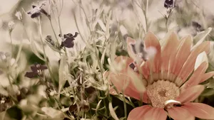 A Flower In A Field Wallpaper