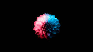 A Flower With Blue And Pink Colors On A Black Background Wallpaper