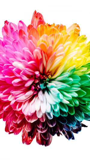 A Flower With Many Colors Wallpaper