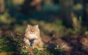 A Fluffy And Curious Furry Kitten Wallpaper