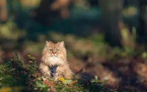 A Fluffy And Curious Furry Kitten Wallpaper