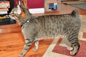 A Fluffy Cymric Cat Lounging On A Wooden Floor Wallpaper