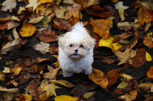 A Fluffy, White Puppy Looks So Full Of Life And Joy! Wallpaper