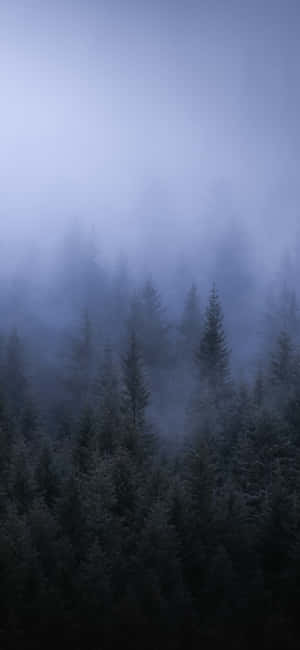 A Foggy Forest With Trees In The Background Wallpaper