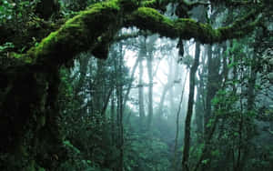 A Forest With Moss Covered Trees And Moss Wallpaper