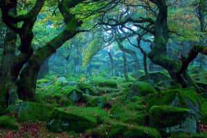 A Forest With Mossy Rocks And Trees Wallpaper