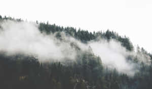 A Forest With Trees And Clouds In The Background Wallpaper