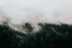 A Forest With Trees In The Background Wallpaper