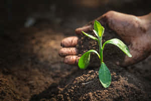 A Fresh And Nutrient-rich Compost Pile Wallpaper