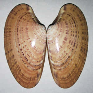 A Freshly Opened Clam Shell On The Coast Wallpaper