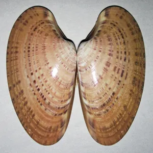 A Freshly Opened Clam Shell On The Coast Wallpaper