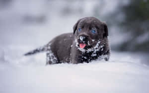 A Friendly Pup Enjoys The Fresh Winter Snow. Wallpaper