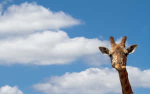 A Funny Giraffe Making A Silly Face Wallpaper