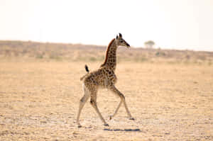 A Funny Giraffe Taking A Look Around Wallpaper