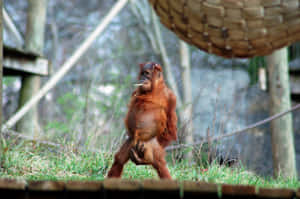 A Funny Orangutan Showcasing Its Long Arms In The Wild. Wallpaper