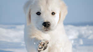 A Furry Friend Enjoying The Winter Wonderland Wallpaper