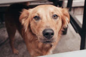 A Furry Gathering At Dog Daycare Wallpaper