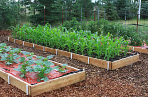 A Garden Bed On A Sunny Spring Day Wallpaper