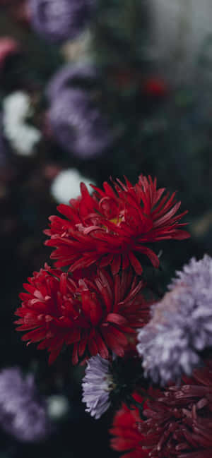 A Garden Full Of Beautiful Flowers, Perfect For The Iphone Background Wallpaper