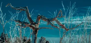 A Garden Of Colorful Wildflowers Wallpaper