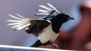 A Gathering Of Magpies And Crows In Nature Wallpaper