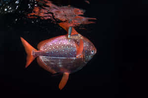 A Glorious Opah Fish Against The Blue Ocean Wallpaper