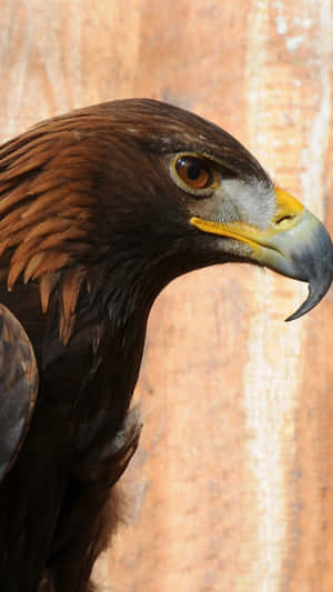 A Golden Eagle With A Yellow Beak Wallpaper