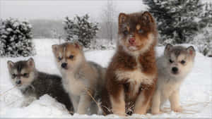 A Golden Retriever Enjoys Playing In The Snow. Wallpaper