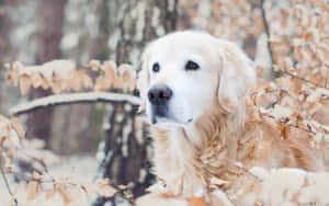 A Golden Retriever Is Standing In The Snow Wallpaper