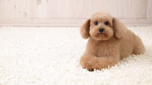 A Golden Retriever Looking Wistfully Upon The Winter Landscape Wallpaper