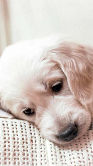 A Golden Retriever Puppy Enjoying A Sunny Day. Wallpaper