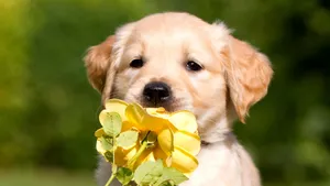 A Golden Retriever Puppy Holding A Yellow Flower Wallpaper