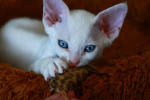 A Gorgeous Devon Rex Relaxing On The Floor Wallpaper