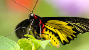 A Gorgeous Yellow Butterfly Perched On A Colorful Flower Wallpaper