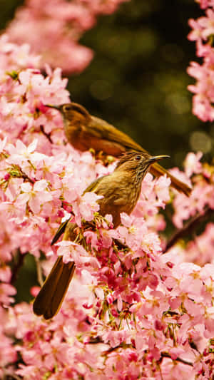 A Graceful Bird Perched On A Blossoming Branch In Spring Wallpaper