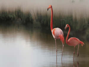 A Graceful Gathering Of Pink Flamingos By The Water Wallpaper