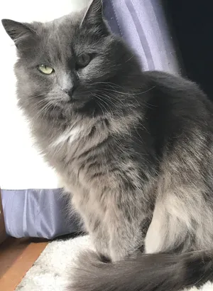 A Graceful Nebelung Cat In A Home Setting Wallpaper